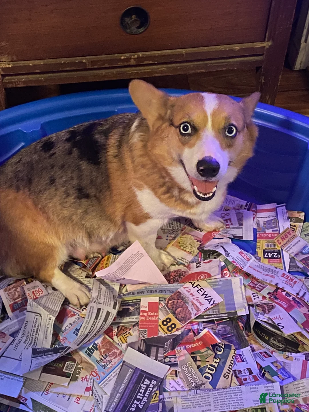 Mixed Breed dogs for sale: Mixed Breed 1Luke - Ad 2
