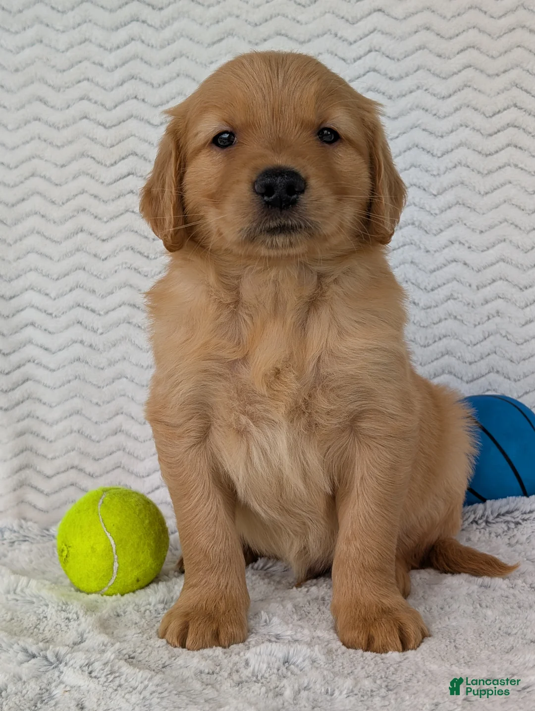 Golden Retriever dogs for sale: Murphy  - Ad 2
