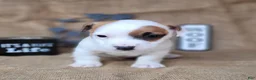 Jack Russell Terrier dogs for sale: NASH purebred CKC Registered  - Ad 4