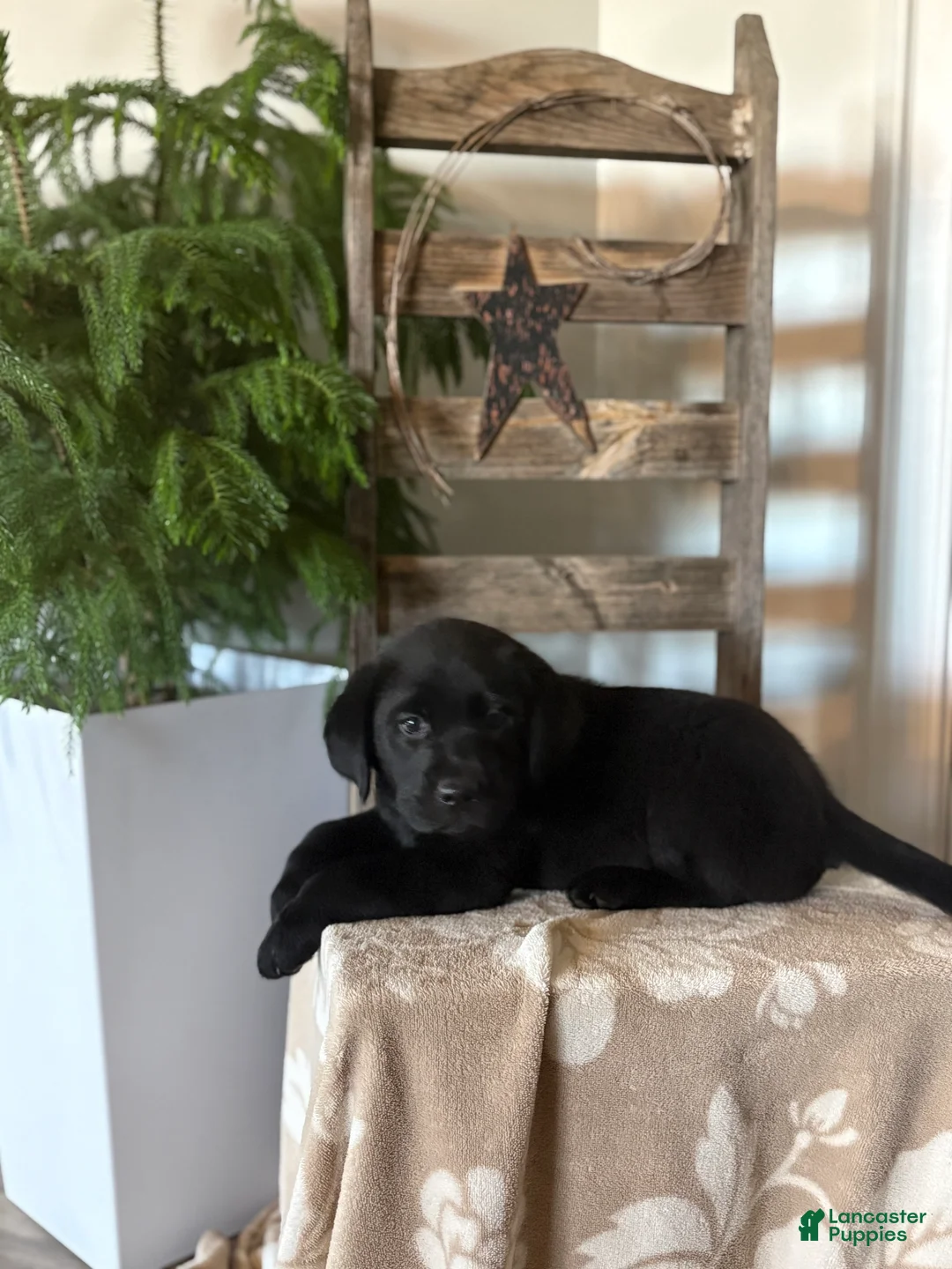 Labrador Retriever dogs for sale: Harper  - Ad 2