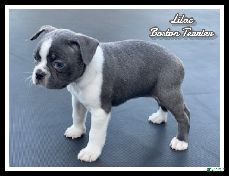 Boston Terrier dogs Lilac - Ad 1
