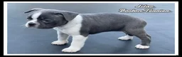 Boston Terrier dogs for sale: Lilac - Ad 1