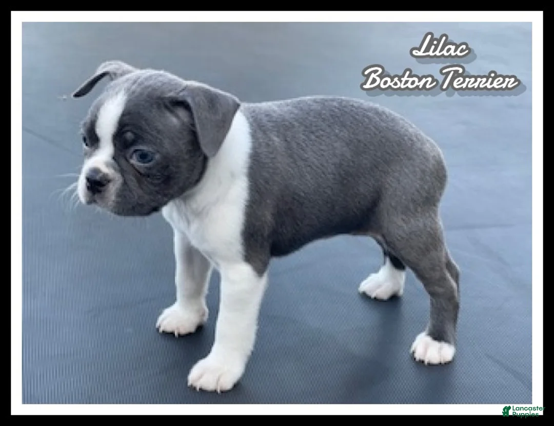 Boston Terrier dogs for sale: Lilac - Ad 1