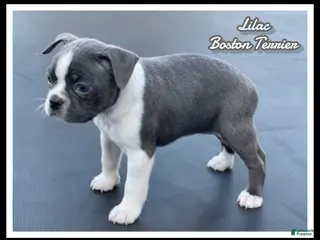 Boston Terrier dogs for sale: Lilac - Ad 1