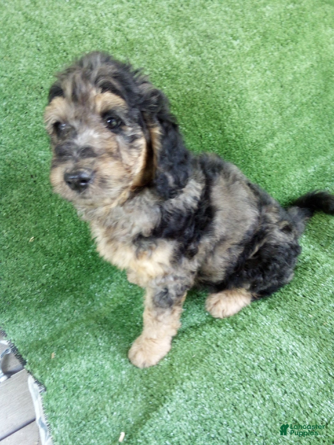 Goldendoodle dogs Gloria - Ad 1