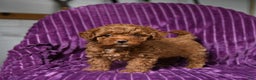 Miniature Poodle dogs for sale: Izzy - Ad 1