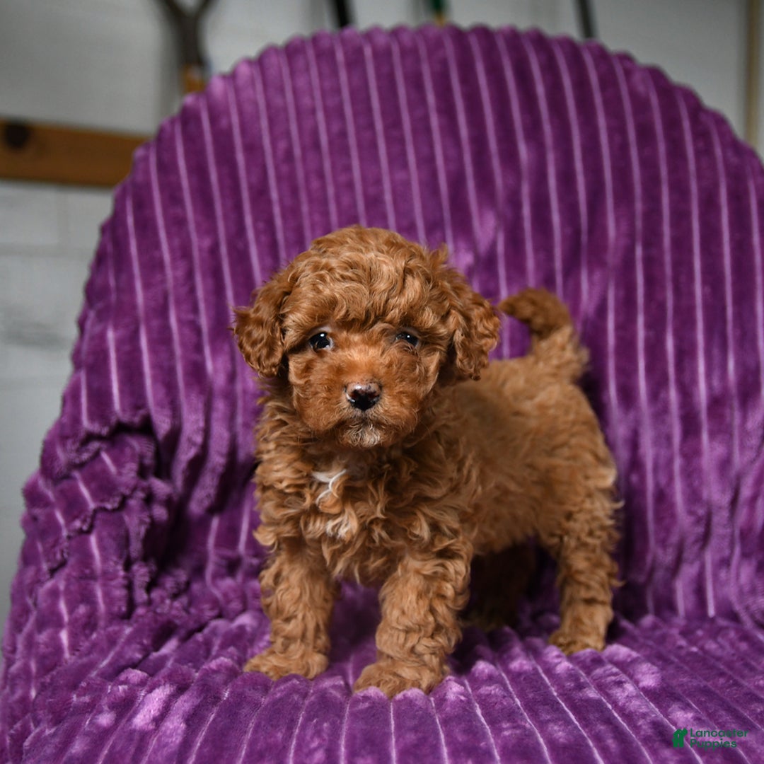 Miniature Poodle dogs for sale: Izzy - Ad 1