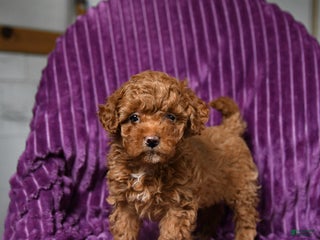 Miniature Poodle dogs Izzy - Ad 35
