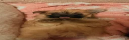 Mixed Breed dogs for sale: Brownie - Ad 6