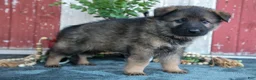 German Shepherd dogs for sale: Kash - Ad 3