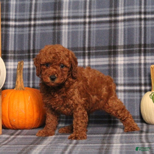Miniature Poodle dogs Heath - Ad 1