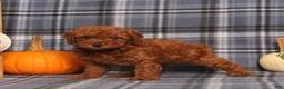 Miniature Poodle dogs for sale: Heath - Ad 1