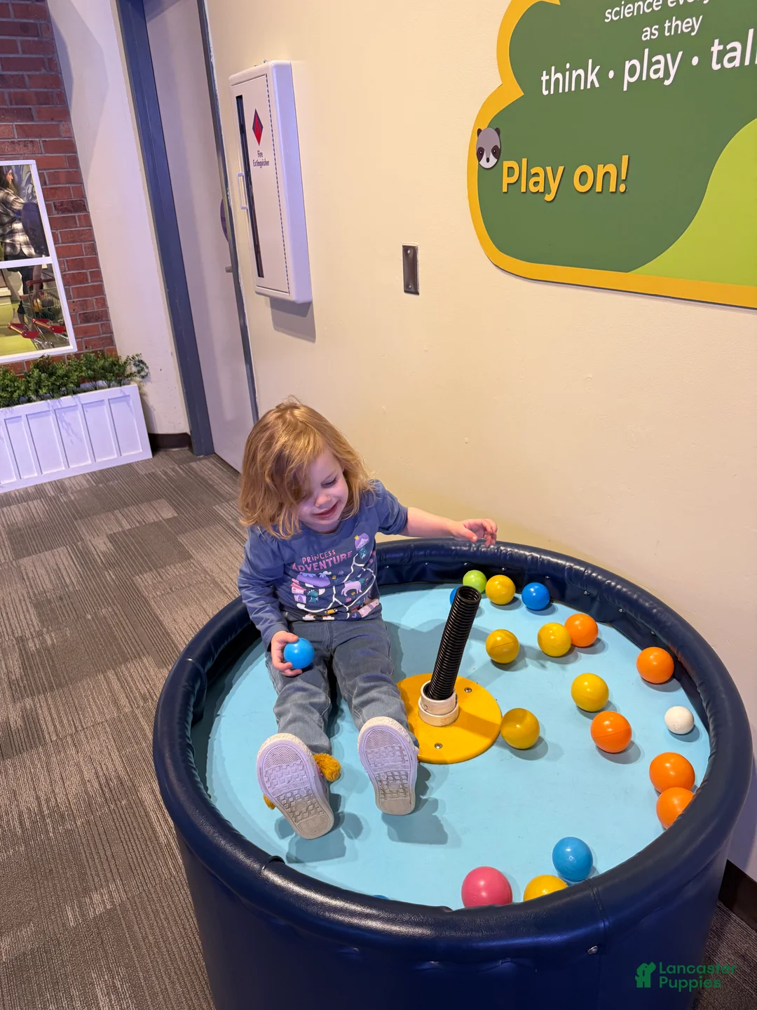 Yorkiepoo dogs for sale: Teacup Princess - Ad 3