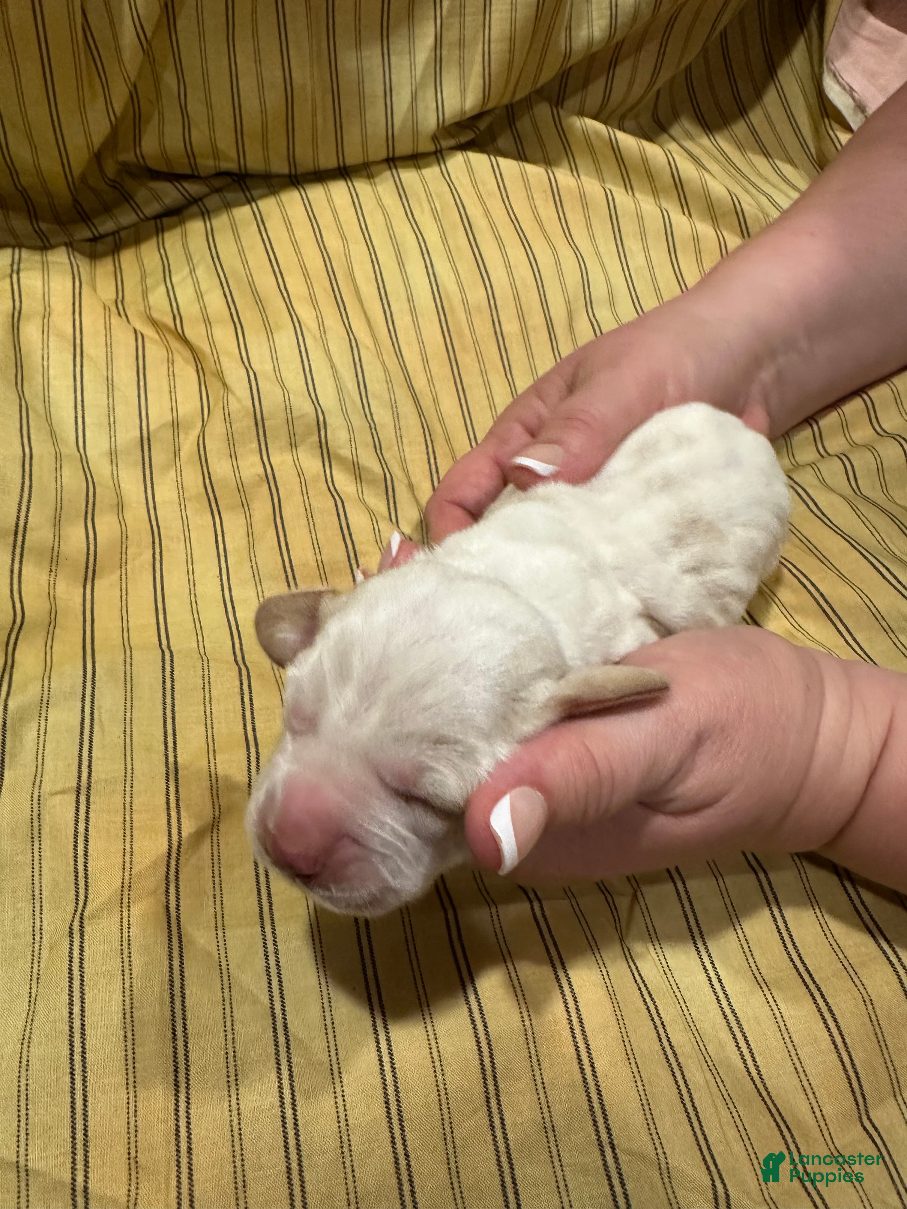 Basset Hound dogs Boy 2 - Ad 4