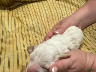 Basset Hound dogs Boy 2 - Ad 4