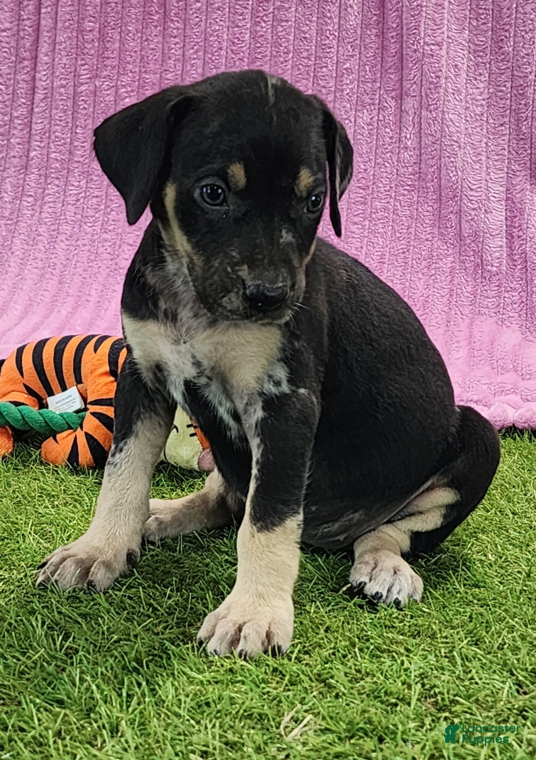 Catahoula Leopard Dog dogs for sale: Tess 2025 Female 4 - Ad 7