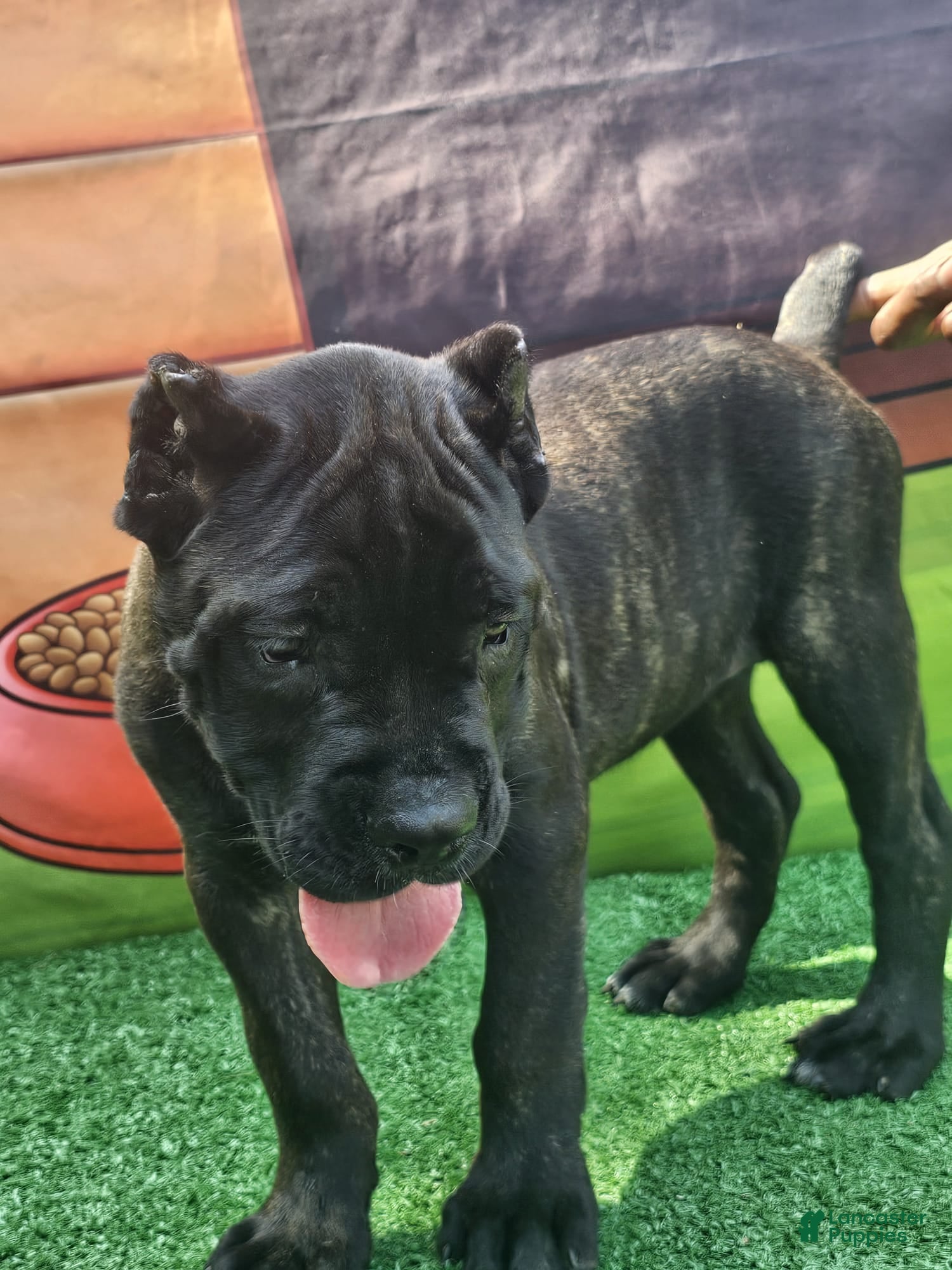 Cane Corso dogs BLAZE - Ad 2