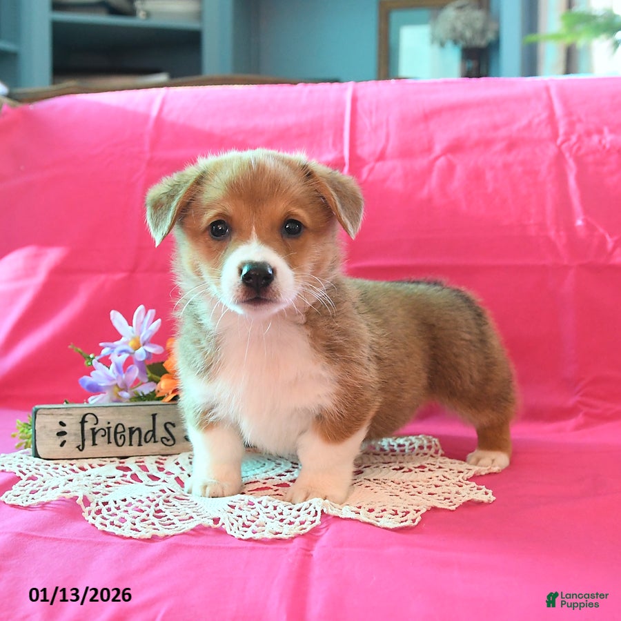 Welsh Corgi Pembroke dogs Pete - Ad 41