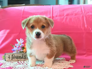 Welsh Corgi Pembroke dogs Pete - Ad 12