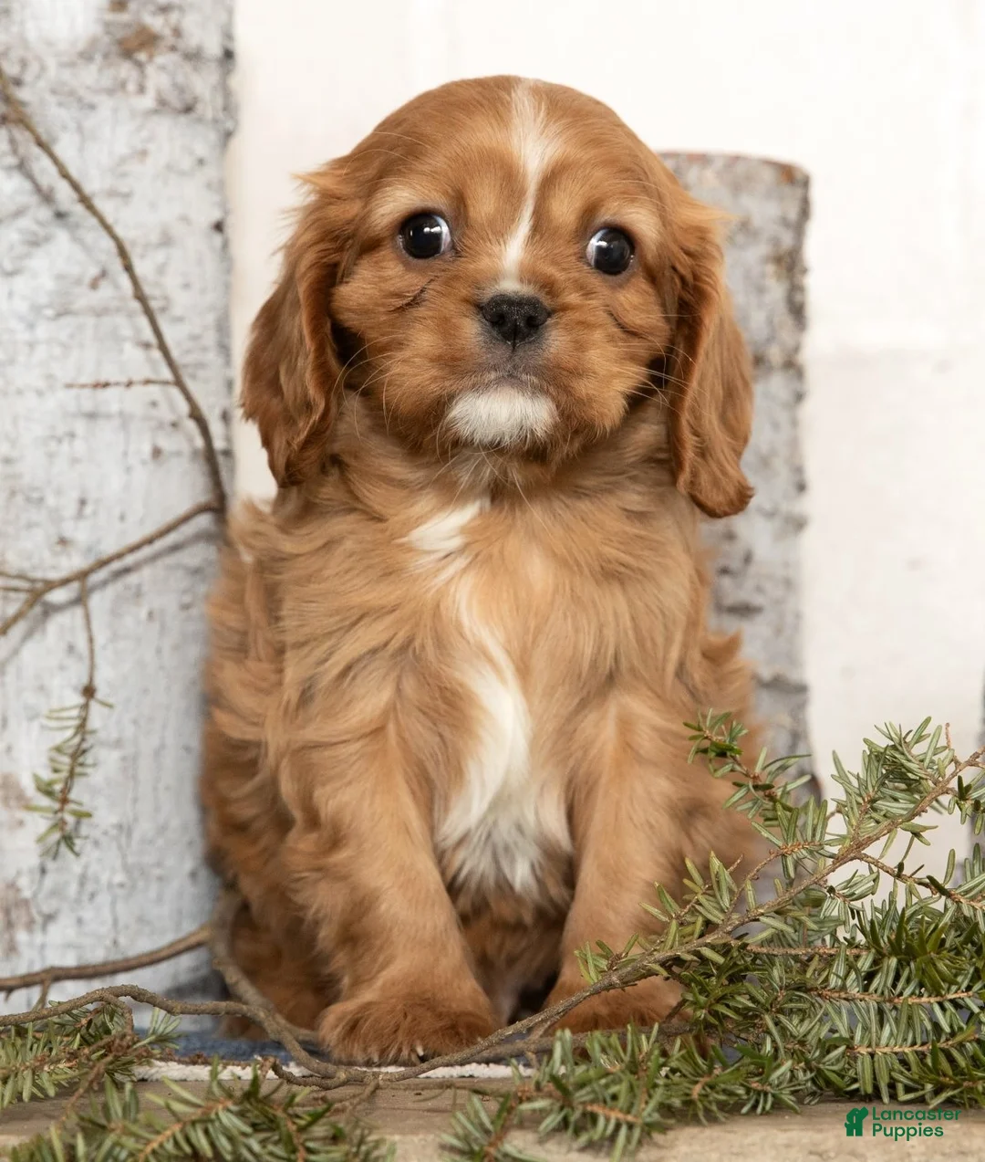 Cavalier King Charles Spaniel dogs for sale: Dash - Ad 7