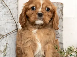 Cavalier King Charles Spaniel dogs Dash - Ad 34