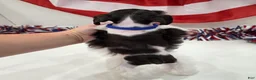 Miniature Schnauzer dogs for sale: Freedom liver parti - Ad 3