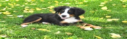 Bernese Mountain Dog dogs for sale: CeCe - Ad 3