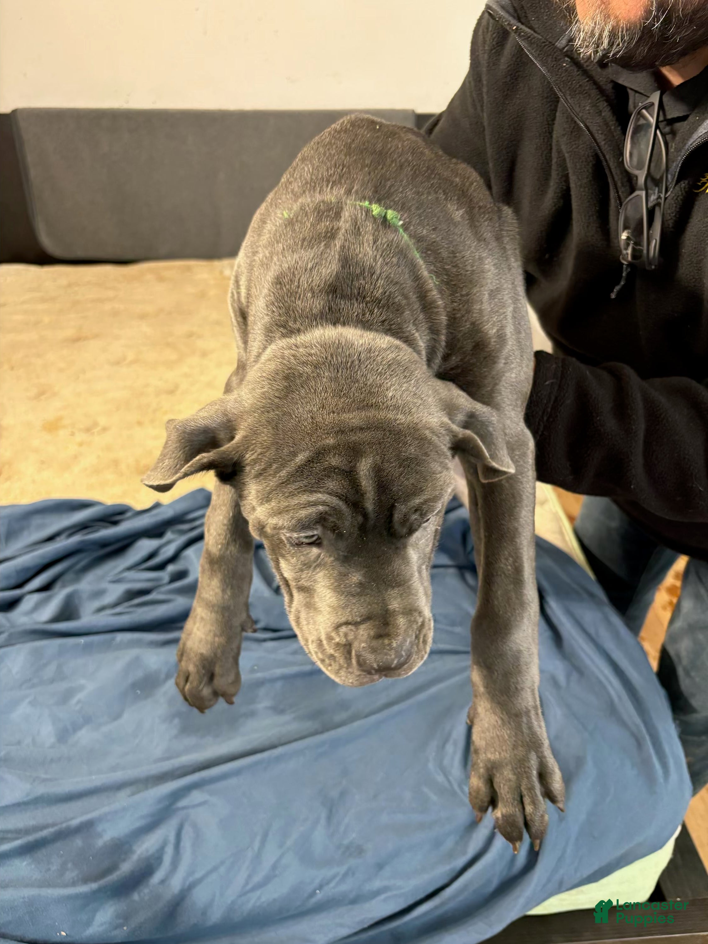 Mixed Breed dogs Mixed Breed Puppy 7 - Ad 1