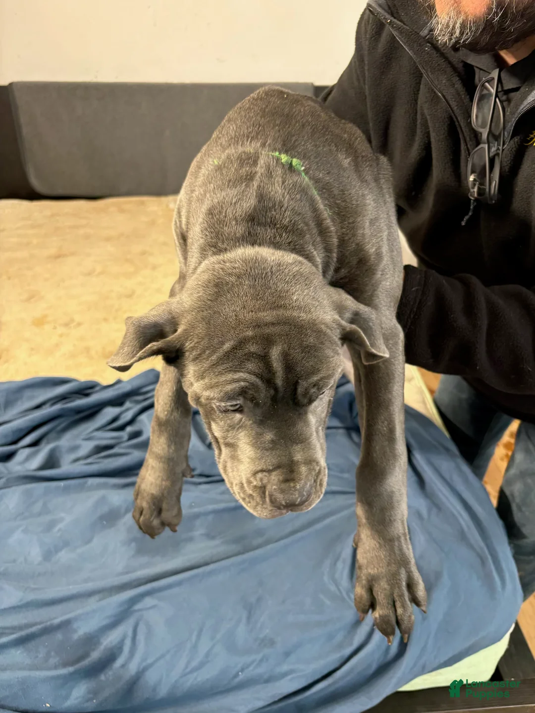 Mixed Breed dogs for sale: Mixed Breed Puppy 7 - Ad 1