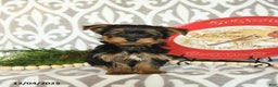 Yorkiepoo dogs for sale: Dustin  - Ad 4