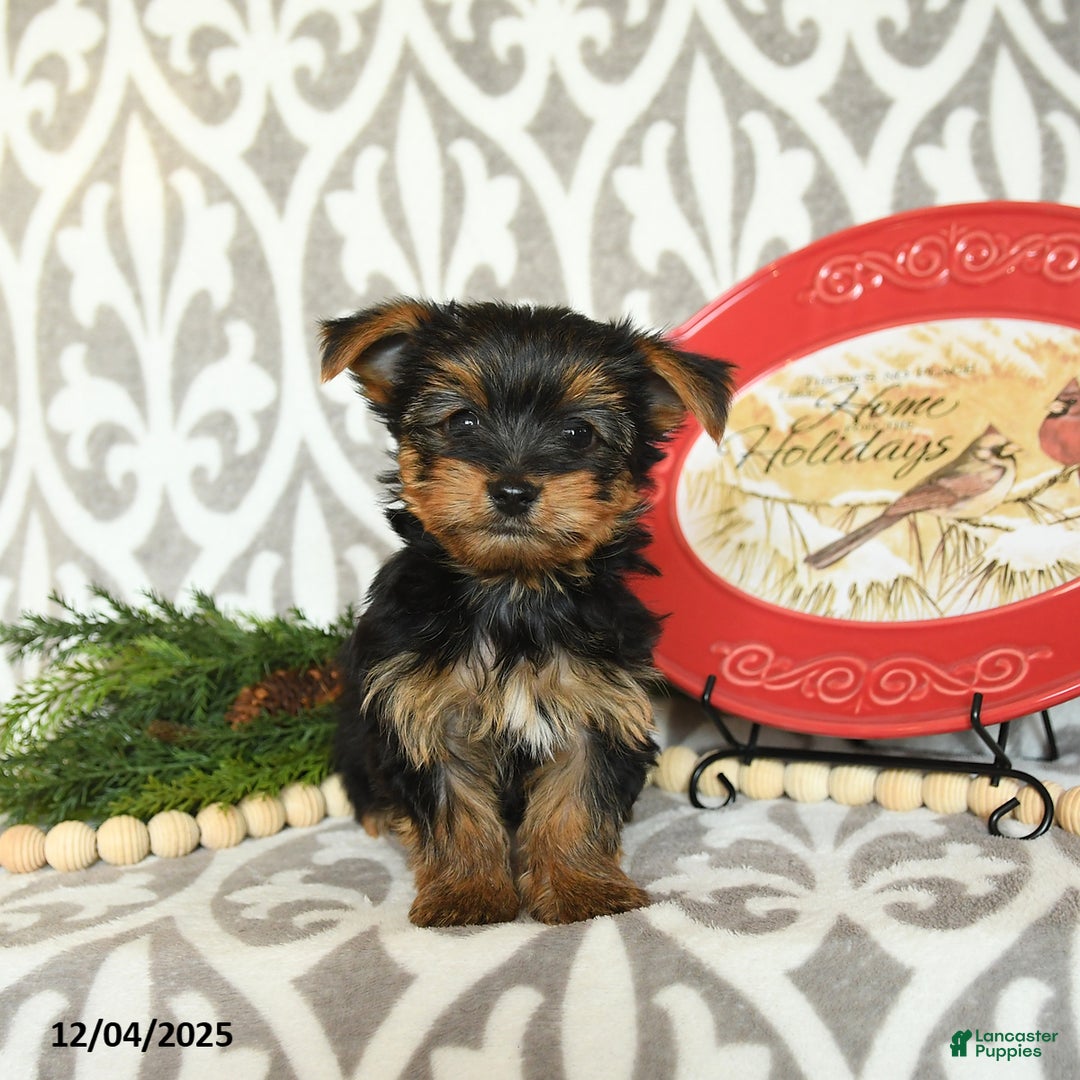 Yorkiepoo dogs for sale: Dustin  - Ad 4