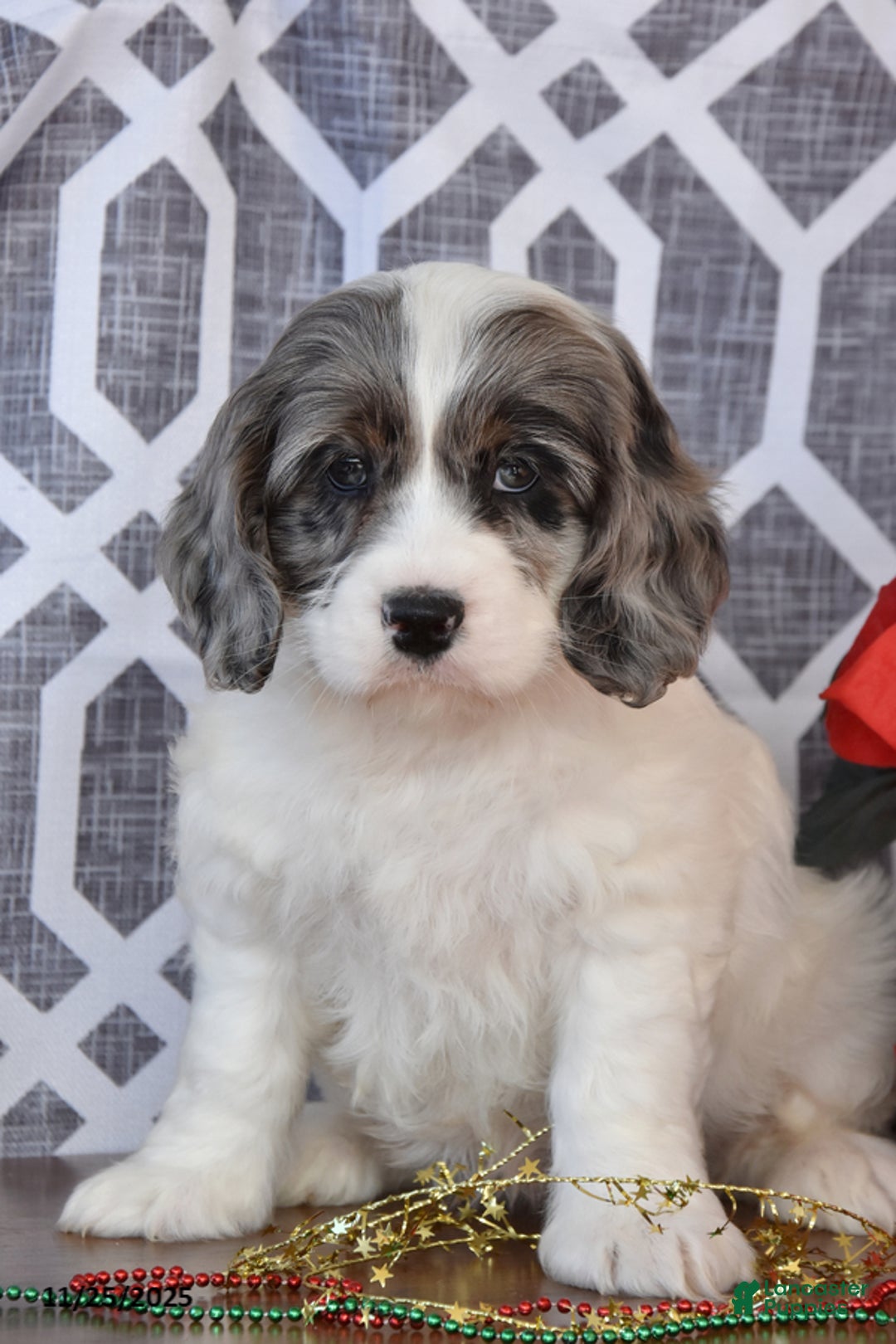 Cockapoo dogs for sale: Lindsey - Ad 2