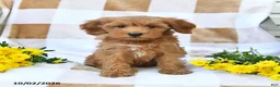 Mini Goldendoodle dogs for sale: Julie  - Ad 10