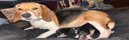 Beagle dogs for sale: Beagle 6 - Ad 4