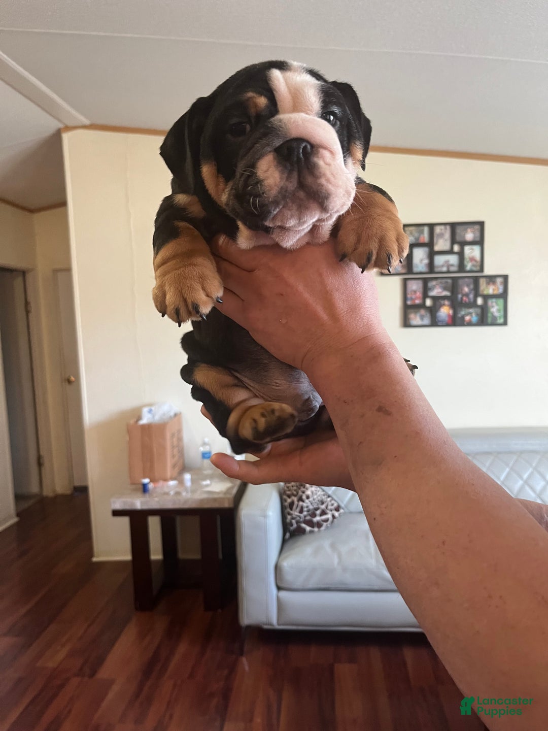 English Bulldog dogs for sale: English Bulldog Puppy 4 - Ad 5