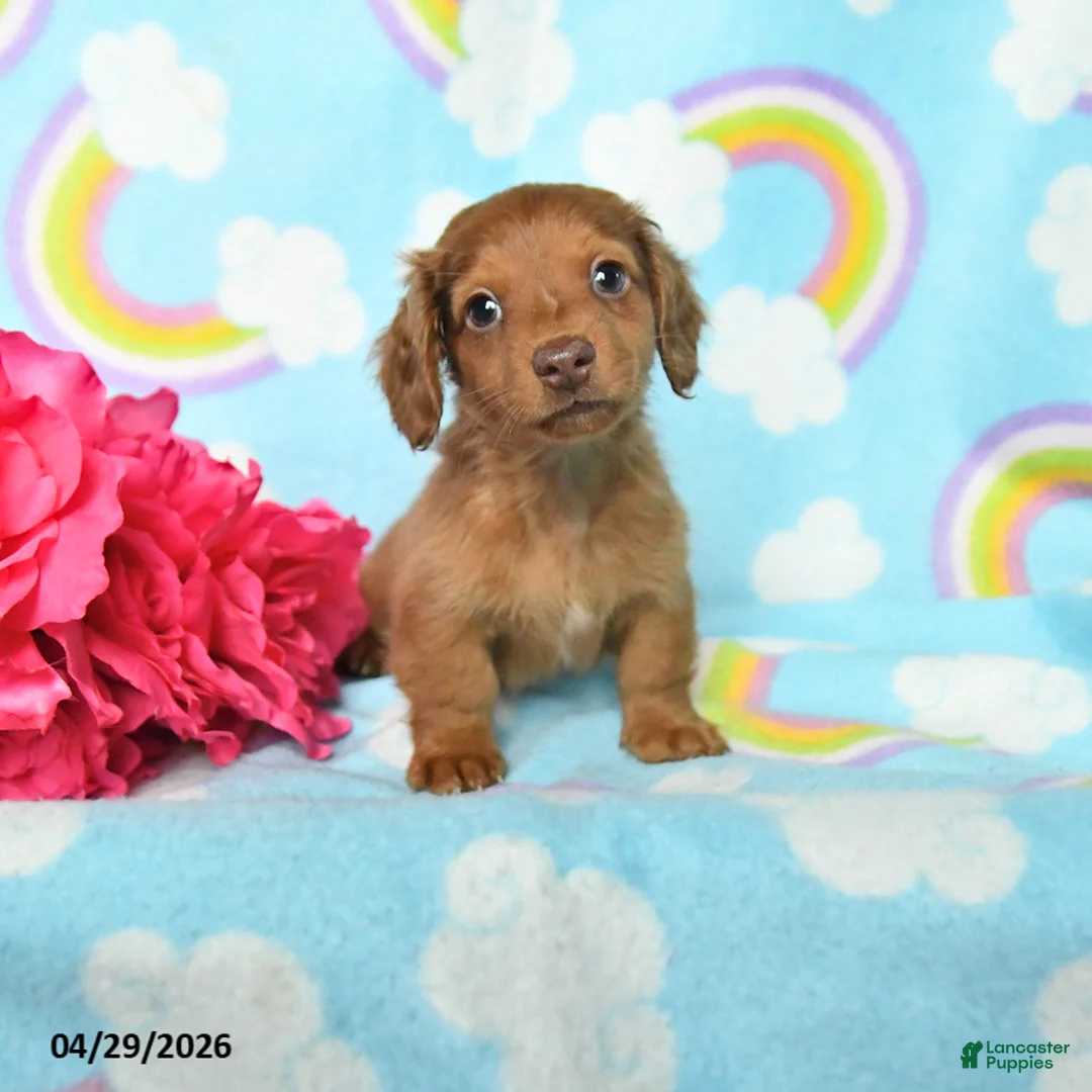 Miniature Dachshund dogs for sale: Frankie - Ad 1