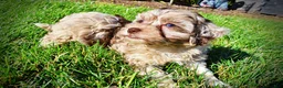 Havapoo dogs for sale: Bambi - Ad 16