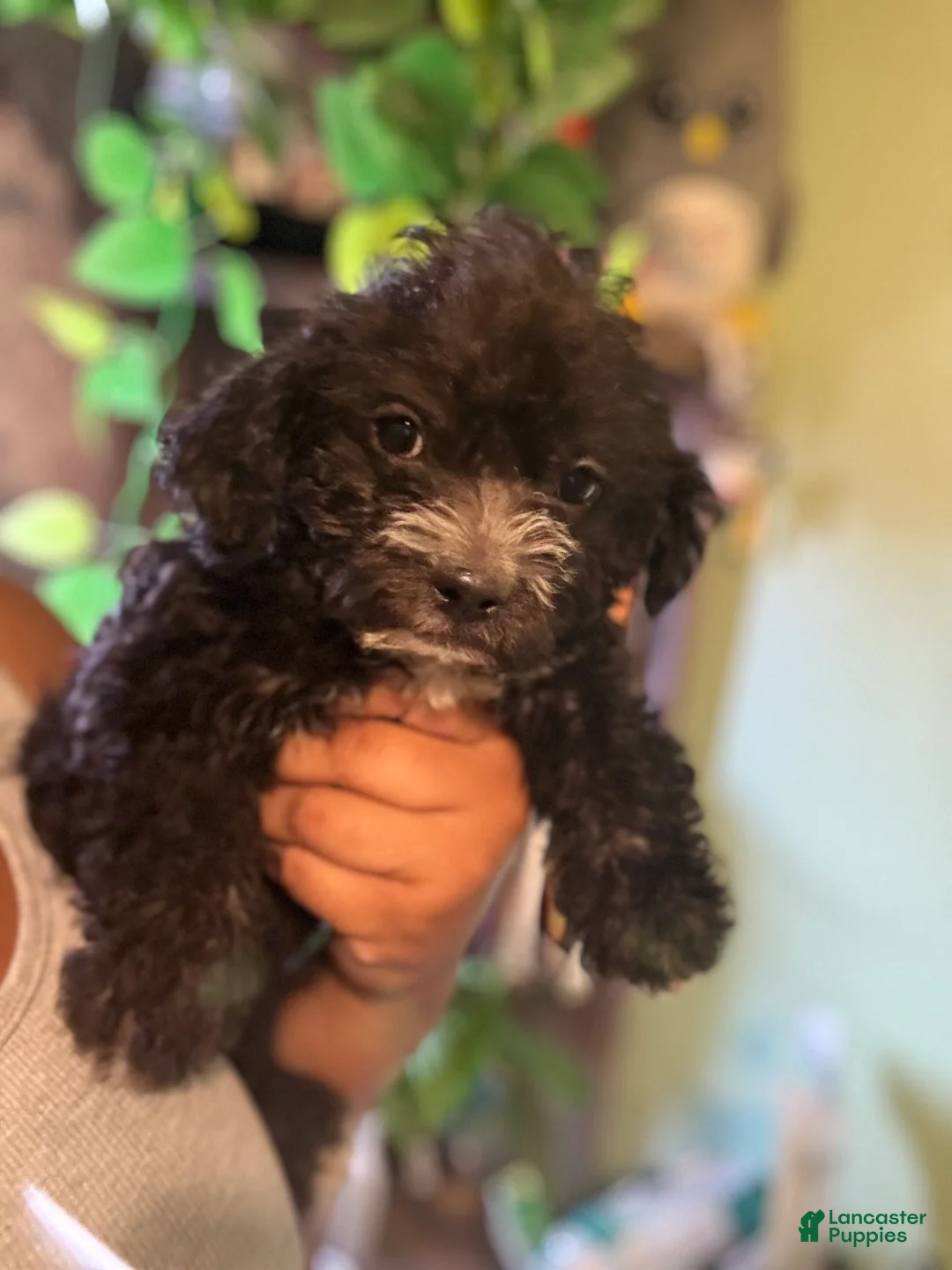 Mixed Breed dogs for sale: Lex - Ad 3