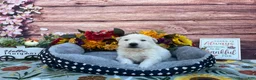 German Shepherd dogs for sale: Opal - Ad 5