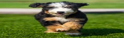 Bernedoodle dogs for sale: Pippa Bernedoodle Puppy  - Ad 3
