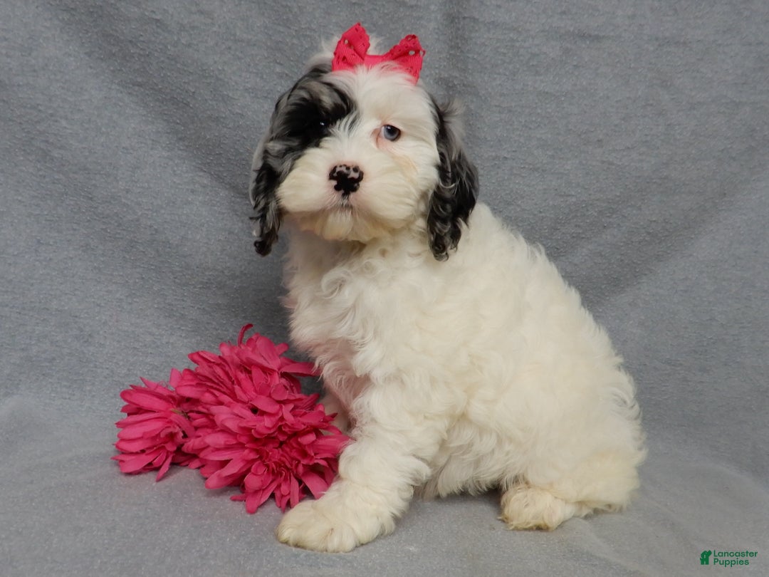 Cockapoo dogs for sale: Izzy - Ad 4