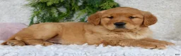 Golden Retriever dogs for sale: Golden Retriever Puppy 1 - Ad 7