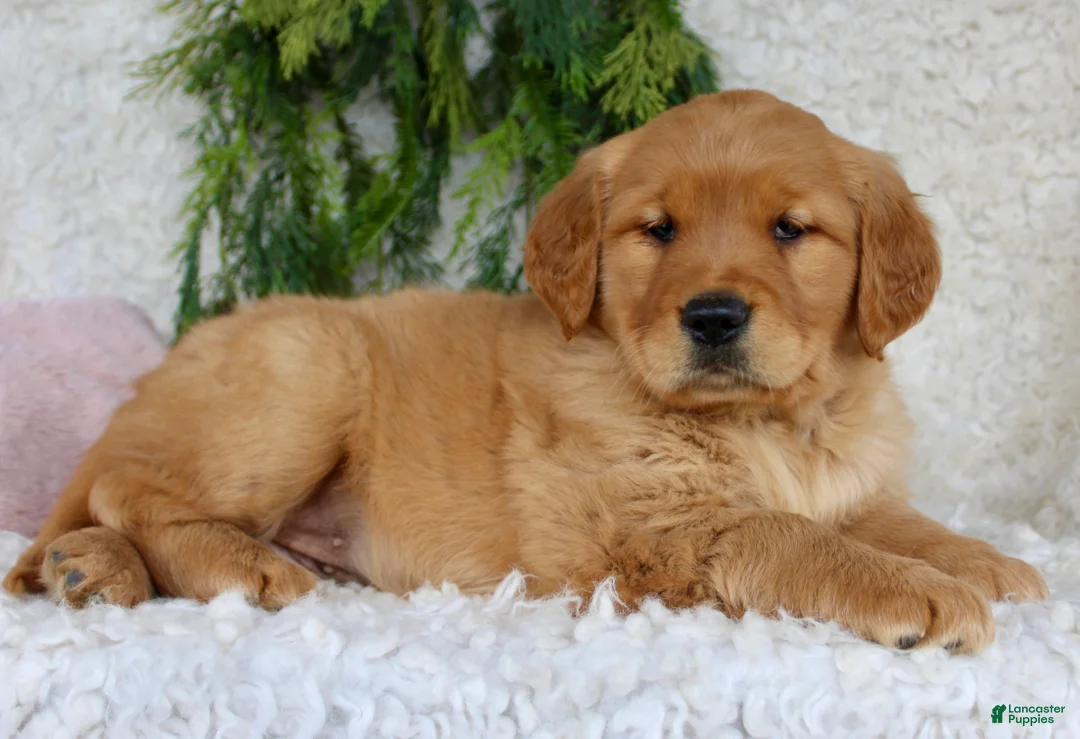 Golden Retriever dogs for sale: Golden Retriever Puppy 1 - Ad 7