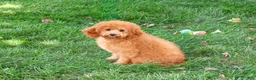 Cavapoo dogs for sale: Chanel - Ad 3