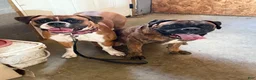 Boxer dogs for sale: Chanel - Ad 5