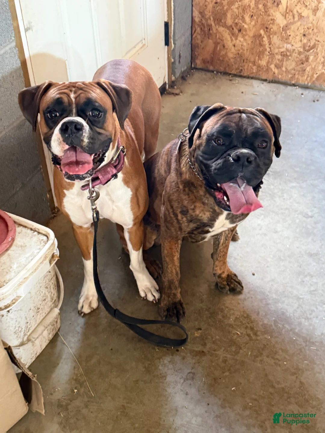 Boxer dogs for sale: Chanel - Ad 5