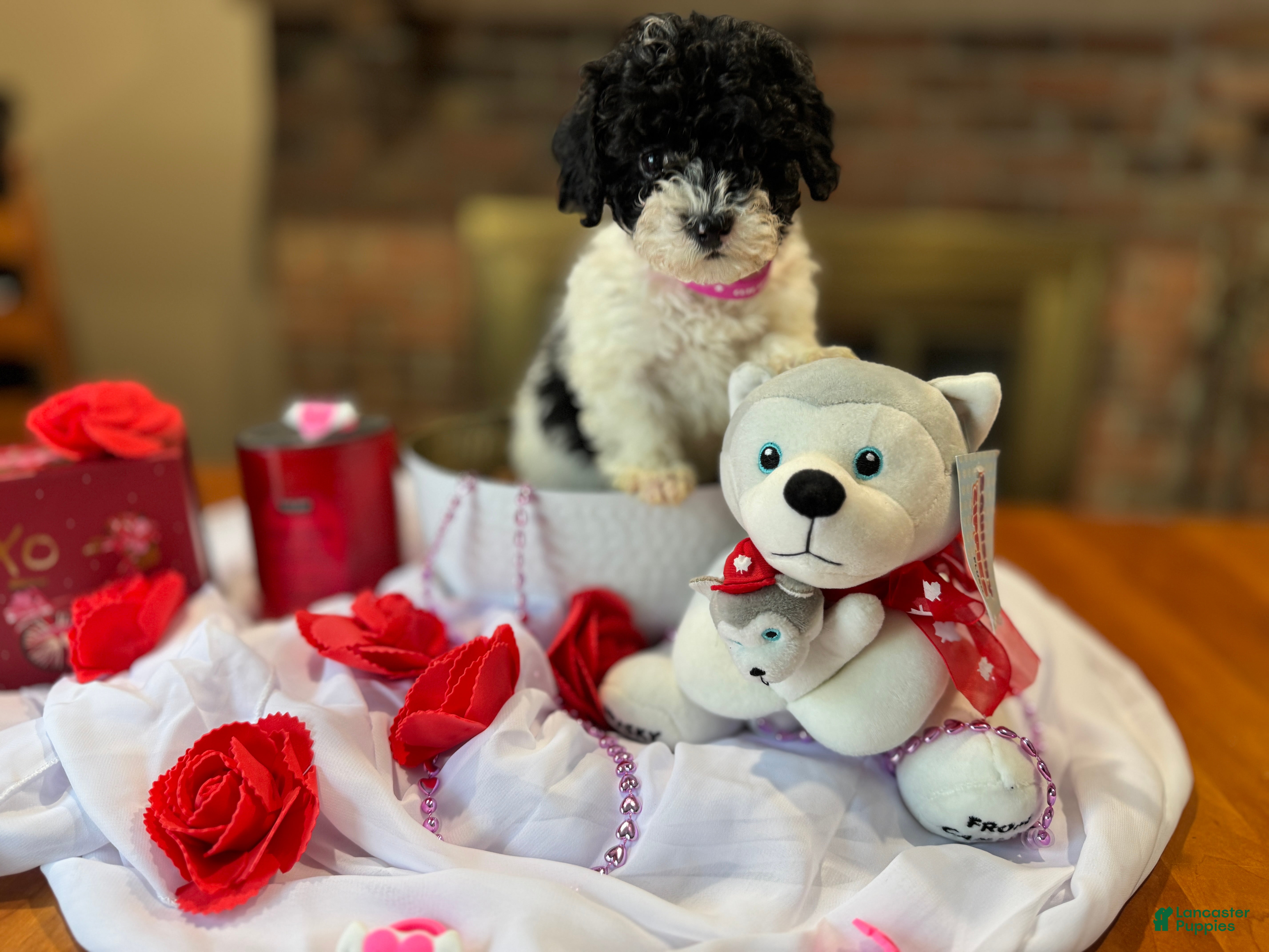 Toy Poodle dogs Piper - Ad 16