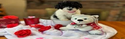 Toy Poodle dogs for sale: Piper - Ad 1