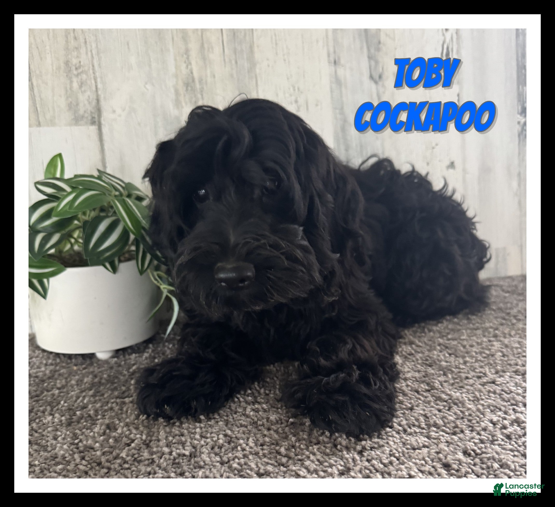 Cockapoo dogs for sale: Toby - Ad 4
