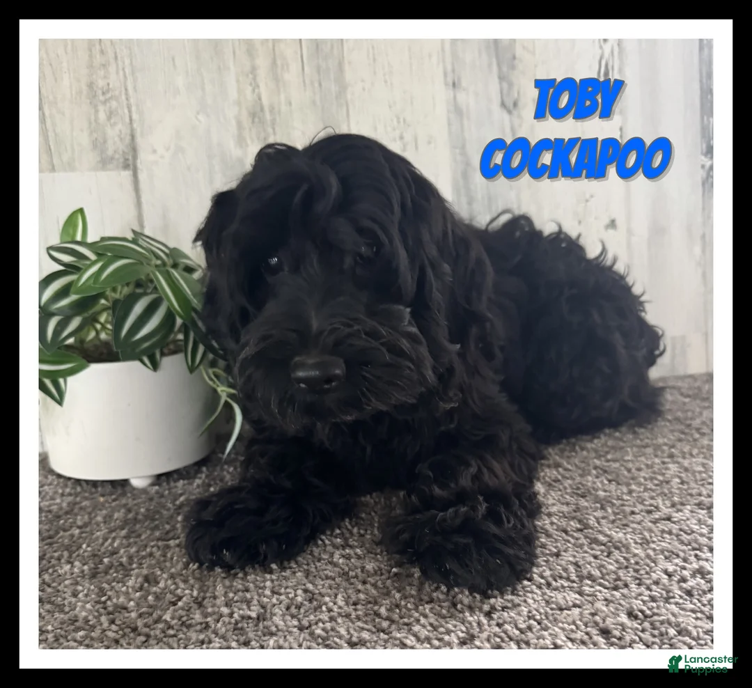Cockapoo dogs for sale: Toby - Ad 1